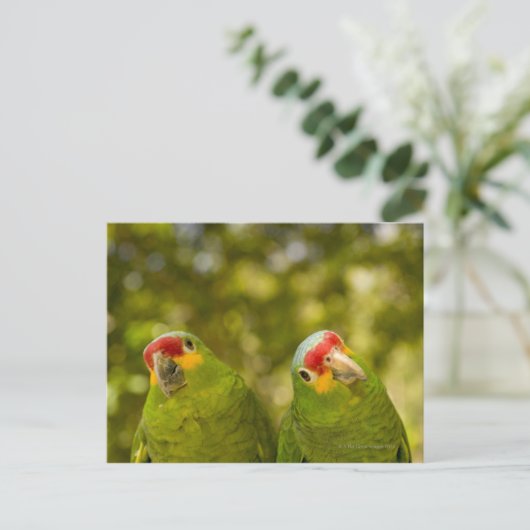 Copan, Honduras Briefkaart (Staand voorkant)