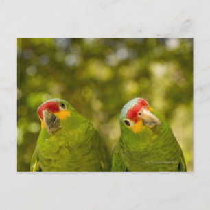 Copan, Honduras Briefkaart