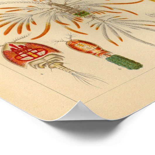 Copepoda Color Ernst Haeckel Art Print (Hoek)