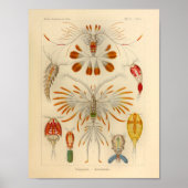 Copepoda Color Ernst Haeckel Art Print (Voorkant)