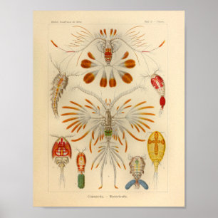  Copepoda Color Ernst Haeckel Art Print