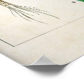 Copepoda (schaaldieren) poster (Hoek)