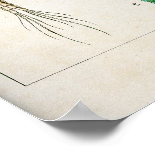 Copepoda (schaaldieren) poster (Hoek)