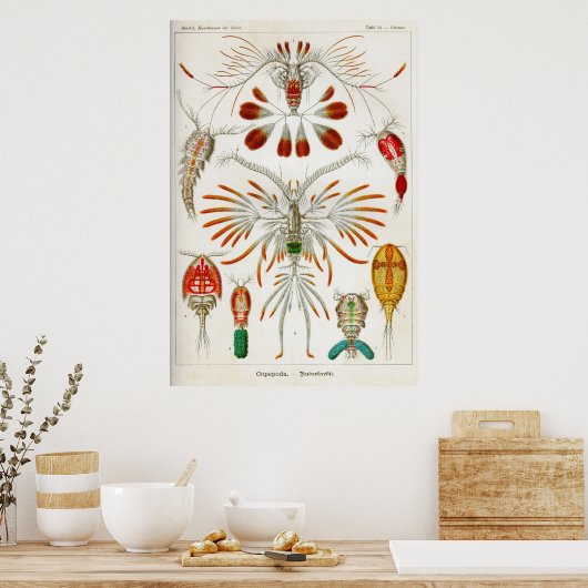 Copepoda (schaaldieren) poster (Keuken)