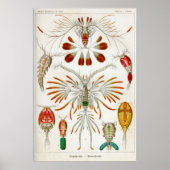 Copepoda (schaaldieren) poster (Voorkant)