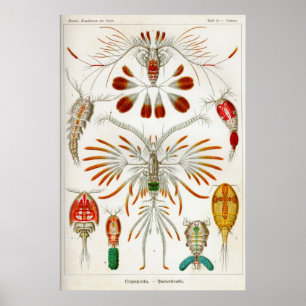 Copepoda (schaaldieren) poster