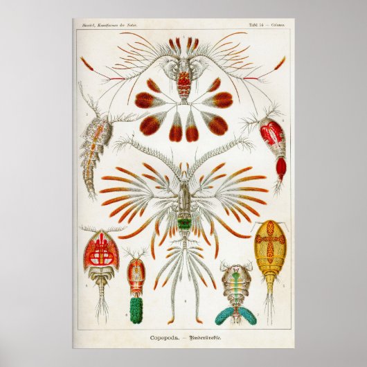 Copepoda (schaaldieren) poster (Voorkant)
