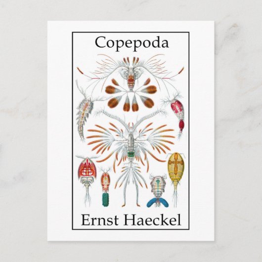 Copepoda van Ernst Haeckel Briefkaart (Voorkant)