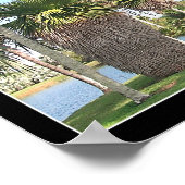 Copernicia macroglossa palmboom poster (Hoek)