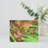 Copperhead Snake Briefkaart (Staand voorkant)