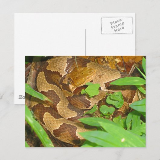Copperhead Snake Briefkaart (Voorkant / Achterkant)