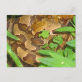 Copperhead Snake Briefkaart (Voorkant)