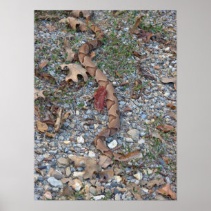 Copperhead Snake is uitgelekt bij het schemerige P Poster