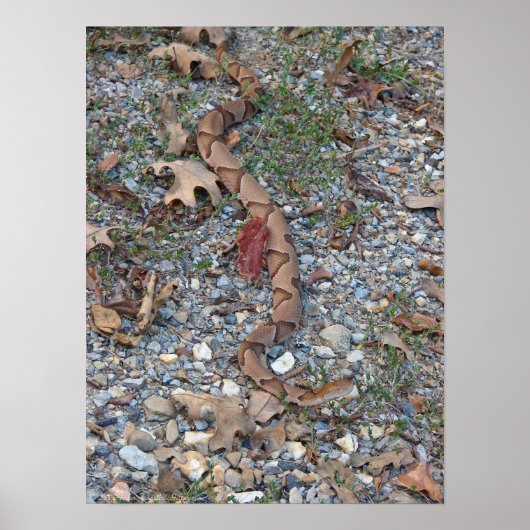 Copperhead Snake is uitgelekt bij het schemerige P Poster (Voorkant)