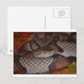 Copperkop Briefkaart (Voorkant / Achterkant)