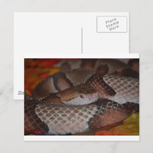 Copperkop Briefkaart (Voorkant / Achterkant)