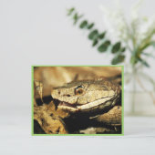 Copperkop Briefkaart (Staand voorkant)