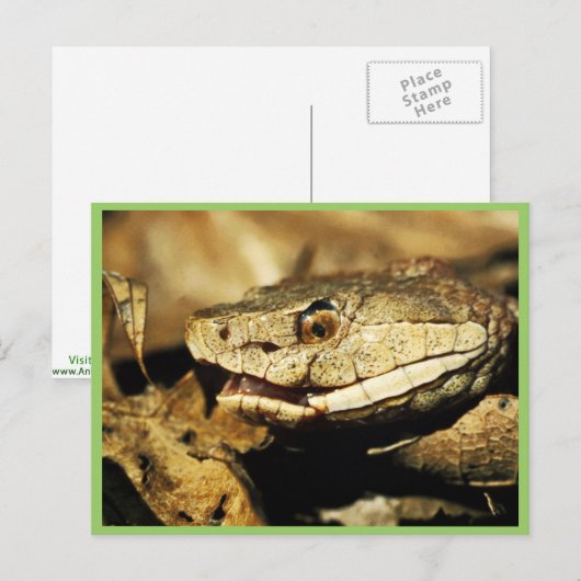 Copperkop Briefkaart (Voorkant / Achterkant)