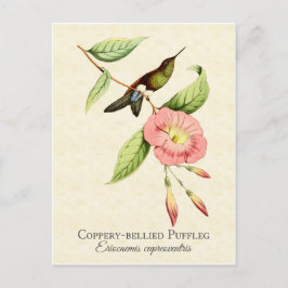 Coppery Bellied Puffleg Hummingbird Art Briefkaart