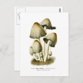 Coprinus atramentarius briefkaart (Voorkant / Achterkant)
