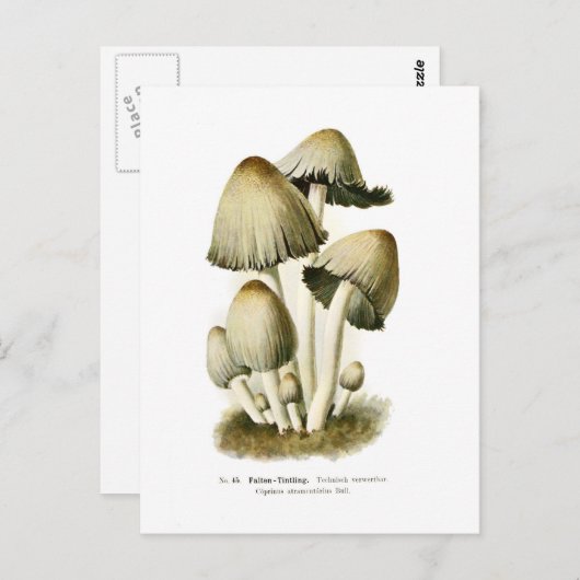 Coprinus atramentarius briefkaart (Voorkant / Achterkant)