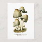 Coprinus atramentarius briefkaart (Voorkant)