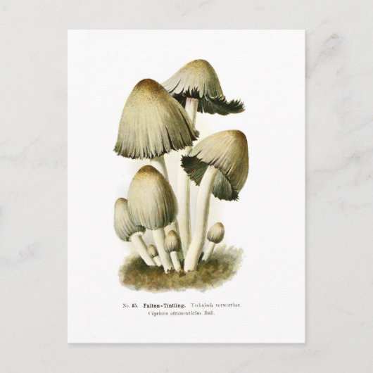 Coprinus atramentarius briefkaart (Voorkant)
