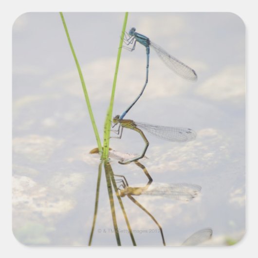 Copulatie van Damselflies Vierkante Sticker (Voorkant)