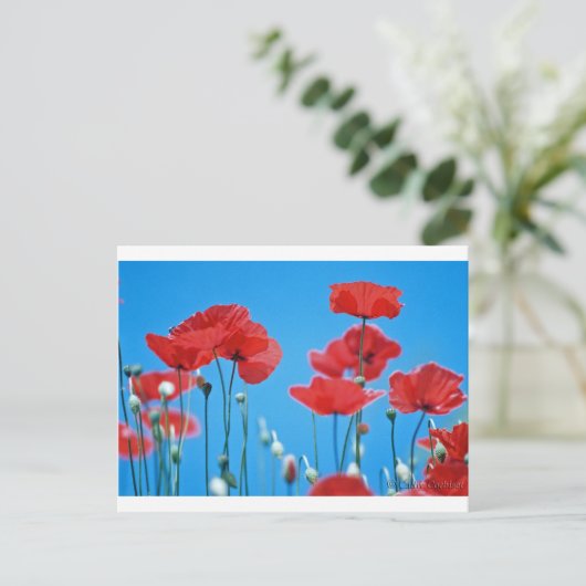 Coquelicots de Provence Briefkaart (Staand voorkant)