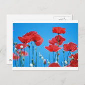 Coquelicots de Provence Briefkaart (Voorkant / Achterkant)