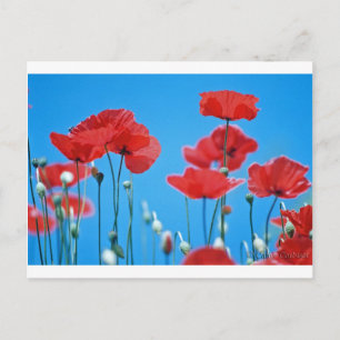Coquelicots de Provence Briefkaart