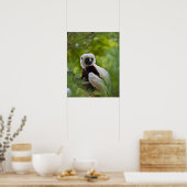 Coquerel Sifaka in het bos 2 Poster (Keuken)