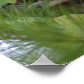 Coquerel Sifaka in het bos 2 Poster (Hoek)