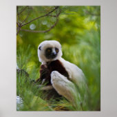 Coquerel Sifaka in het bos 2 Poster (Voorkant)
