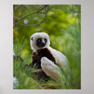 Coquerel Sifaka in het bos 2 Poster