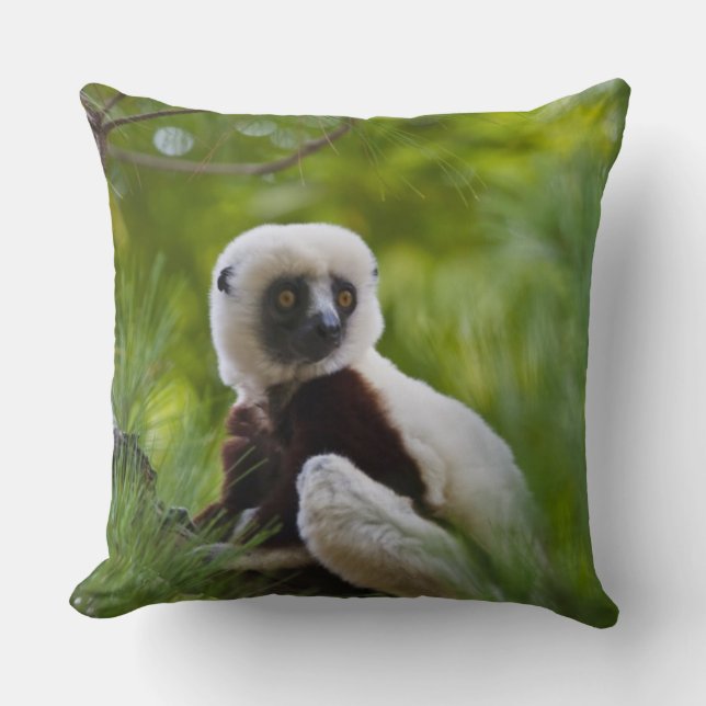 Coquerel's Sifaka in het bos 2 Kussen (Voorkant)