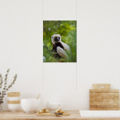 Coquerel's Sifaka in het bos 2 Poster (Keuken)