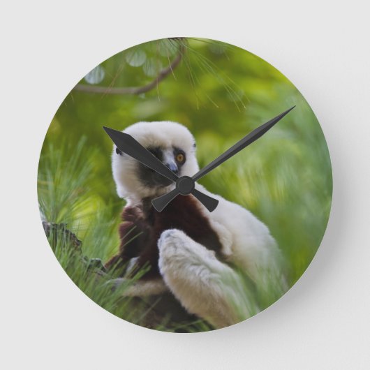 Coquerel's Sifaka in het bos 2 Ronde Klok (Voorkant)