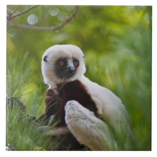 Coquerel's Sifaka in het bos 2 Tegeltje (Voorkant)