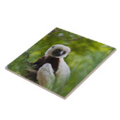 Coquerel's Sifaka in het bos 2 Tegeltje (Zijkant)