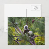 Coquerel's Sifaka in het bos Briefkaart (Voorkant / Achterkant)