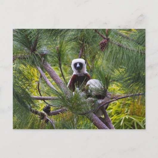 Coquerel's Sifaka in het bos Briefkaart (Voorkant)