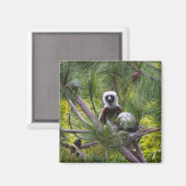 Coquerel's Sifaka in het bos Magneet (Voorkant / Achterkant)