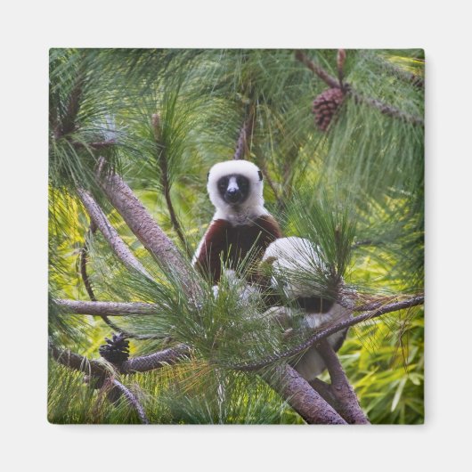 Coquerel's Sifaka in het bos Magneet (Voorkant)
