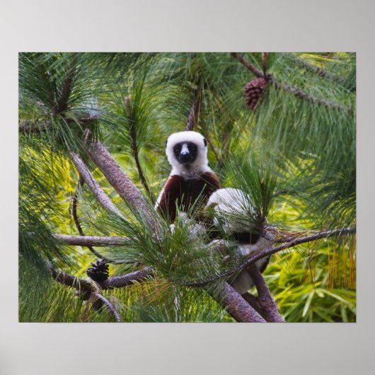 Coquerel's Sifaka in het bos Poster (Voorkant)