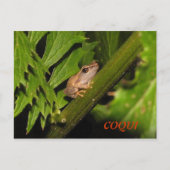 Coqui-Briefkaart Briefkaart (Voorkant)
