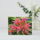 Coral Aphelandra Briefkaart (Staand voorkant)