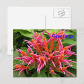 Coral Aphelandra Briefkaart (Voorkant / Achterkant)