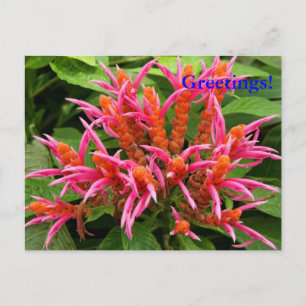 Coral Aphelandra Briefkaart