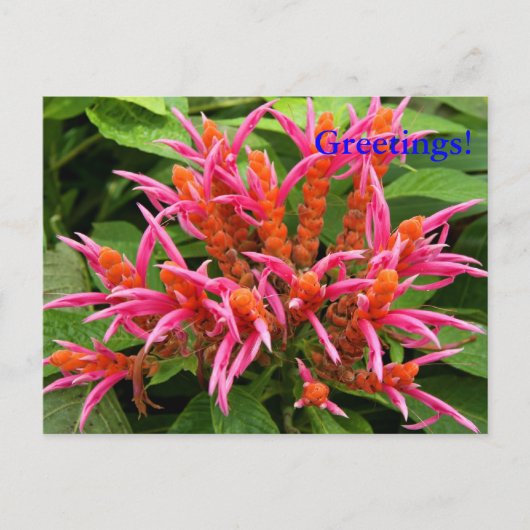 Coral Aphelandra Briefkaart (Voorkant)